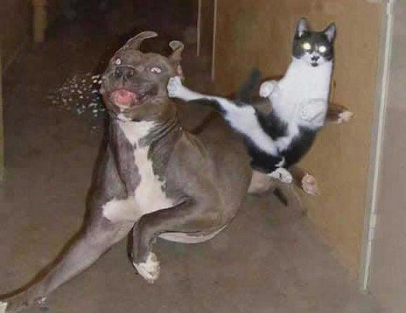 chat chien kungfu