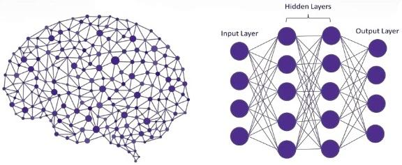neuronal network brain