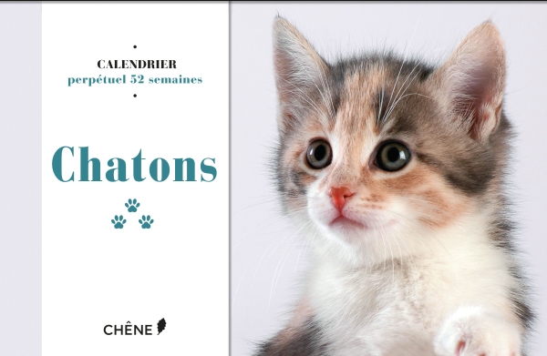 calndrier chaton