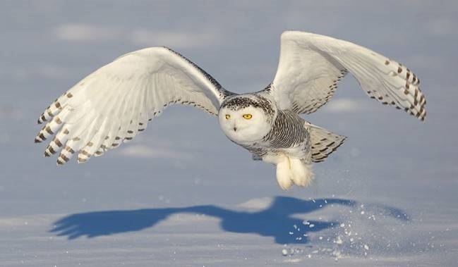 decolage snowy owl