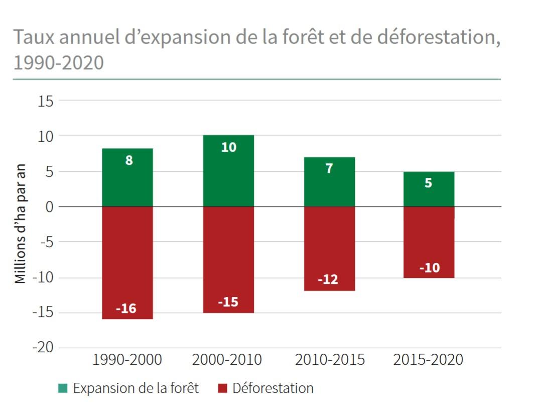 deforestation fao 2020 rapport