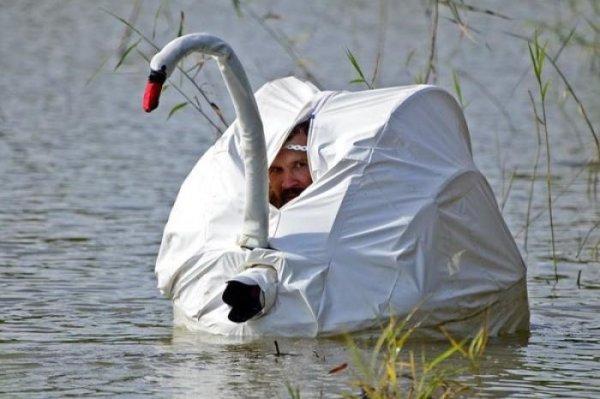 cygne_espion.jpeg