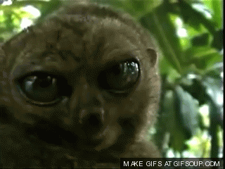 lemurien gros yeux