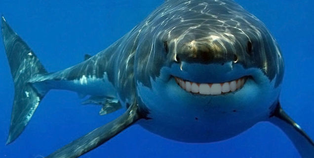 requin dents sourire