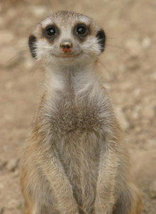 suricate